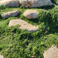 Large rocks with lush green ground cover plants, such as the Myoporum 'Yareena™' grown from a 3" pot, sprouting between them in a landscaped area.