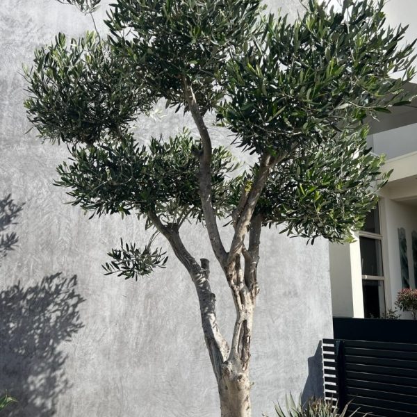 An olive tree stands against a modern, gray concrete wall with pebbles and succulents at its base.