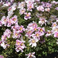 A lush bush adorned with blooming pale pink Paeonia 'Harvest' Peony Rose flowers with yellow centers, set against a backdrop of green leaves and trees, all thriving beautifully in an 8" pot.