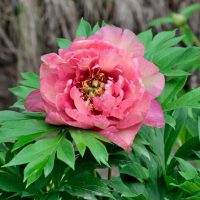 The Paeonia 'Gauguin' Peony Rose in full bloom is surrounded by green leaves with a blurred brown background, evoking the vibrant tones reminiscent of a Gauguin masterpiece.