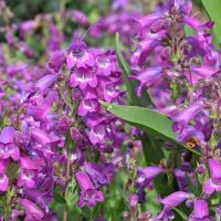 Close-up of the vibrant purple Penstemon 'Firebird' flowers with bell-shaped petals and lush green foliage in a 4" pot.