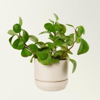 A small green houseplant with round leaves in a beige ceramic pot against a plain white background.
