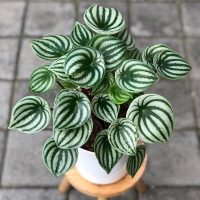 A potted watermelon peperomia plant with green and white striped leaves sits on a small wooden stool on a tiled surface.