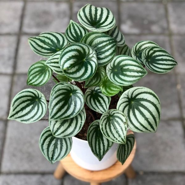A potted watermelon peperomia plant with green and white striped leaves sits on a small wooden stool on a tiled surface.