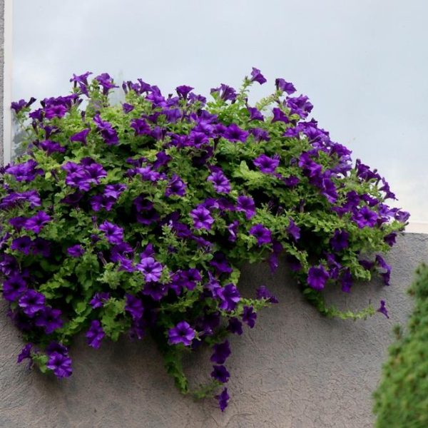 A window box filled with vibrant purple flowers is mounted on a stucco wall next to a window.