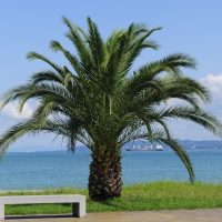 A palm tree stands beside a gray bench with a view of the ocean and distant mountains under a clear sky.