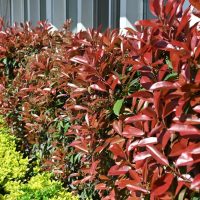 A row of Photinia 'Super Red' 8" Pot shrubs with vibrant red leaves next to green foliage, lining a building with large windows, adds a striking touch of color to the landscape.