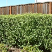 A well-trimmed green hedge borders a area with a wooden fence behind it. The ground is covered with soil and some smaller plants in the foreground.