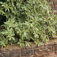 A Jacaranda 'Bonsai Blue' (PBR) in a 20" pot elegantly sprawls over a stone wall, its variegated green leaves forming a lush tapestry.