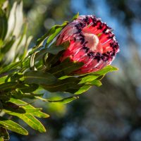 Close-up of a blooming Protea 'Possum Magic' 6" Pot, featuring pink and black petals nestled among green leaves, with sunlight filtering through in the background.