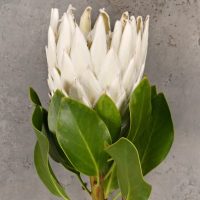 A Protea 'Donna' in a 6" pot featuring a single white flower with green leaves, set against a gray textured background.