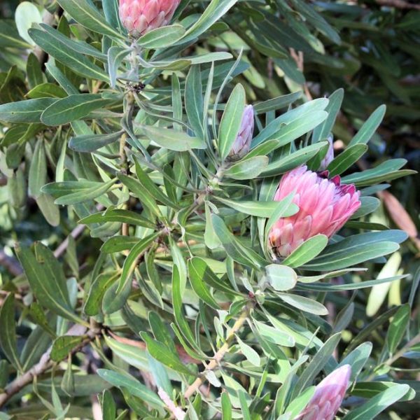A cluster of pink protea flowers with elongated green leaves on a bushy plant.