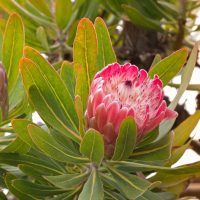 A close-up of the Protea 'Frosted Fire' in a 6" pot showcases its vibrant pink petals surrounded by lush green leaves. The partially open petals reveal intricate details within.
