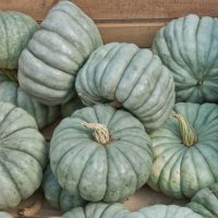 A stack of Pumpkin 'Japanese' 4" pots with greenish-gray ribbed surfaces and stems are arranged in a wooden crate.