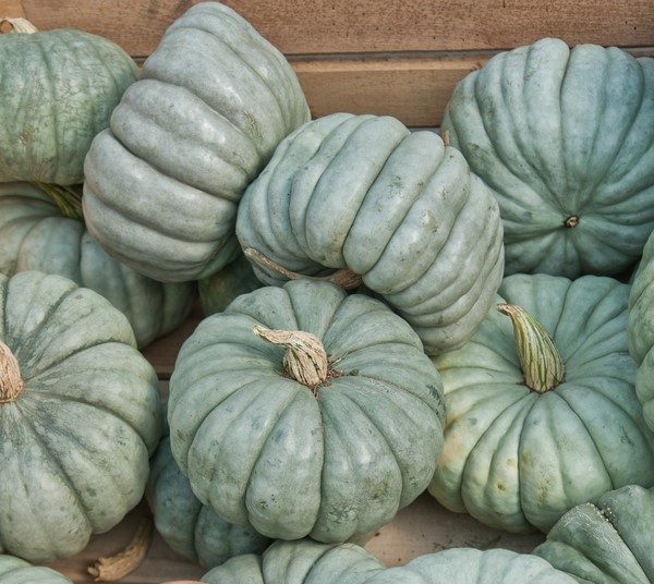A stack of Pumpkin 'Japanese' 4" pots with greenish-gray ribbed surfaces and stems are arranged in a wooden crate.