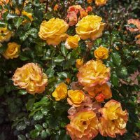 A cluster of 'Bright Smiles' Rose bushes in full bloom among green leaves and dewdrops in a garden.