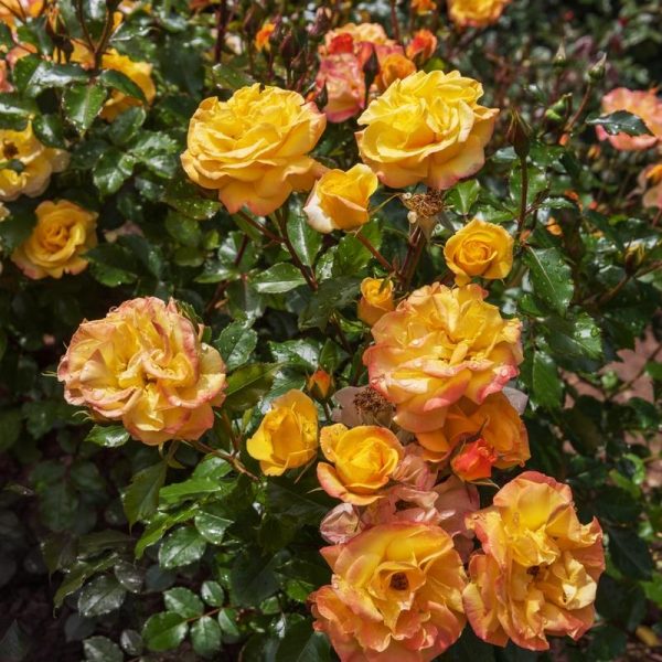 A cluster of 'Bright Smiles' Rose bushes in full bloom among green leaves and dewdrops in a garden.