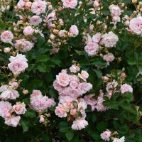 A dense cluster of Rose 'Angela Taylor' 3ft Standard Roses in full bloom with pale pink petals and lush green foliage.