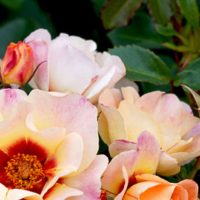 A close-up of the Rose 'Moonlight' Climber, showcasing peach, pink, and orange roses with lush green leaves in the background.