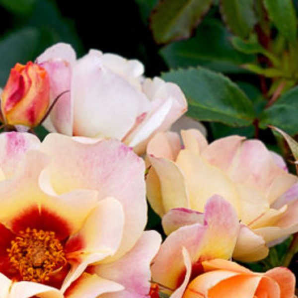 A close-up of the Rose 'Moonlight' Climber, showcasing peach, pink, and orange roses with lush green leaves in the background.