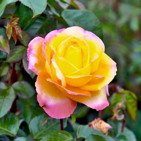 A yellow Rose 'Bright Spirit' Bush Form with pink-tinged edges in full bloom, surrounded by green leaves.