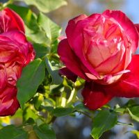 Rose 'General Gallieni'