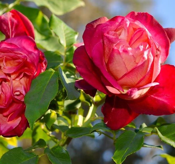 Rose 'General Gallieni'