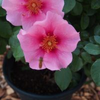Two pink flowers with yellow centers in a potted plant, surrounded by lush green leaves, evoke the elegance of a Rose 'See You® in Pink' Bush Form. A small insect is seen on the lower flower.
