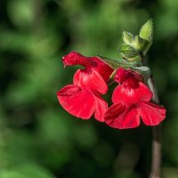 Close-up of two red flowers on a stem with a blurred green background, resembling the vibrant hues of Salvia 'Mulberry Jam' Sage.