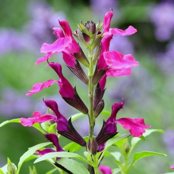 Close-up of a vibrant Salvia 'Mulberry Jam' flower with bright pink petals and green leaves, set against a blurred background of purple and mulberry jam tones.