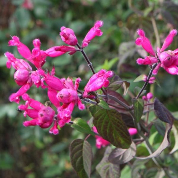 A cluster of Salvia 'Mulberry Jam' Sage flowers, exuding the rich hue of mulberry jam with elongated pink petals on green stems and leaves, set against a background of out-of-focus foliage.