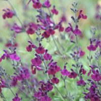 Close-up of numerous small purple Salvia 'Josh' Sage flowers with green stems and leaves in the background, perfect for a 4" pot.