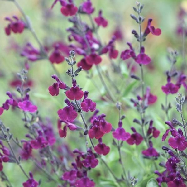 Close-up of numerous small purple Salvia 'Josh' Sage flowers with green stems and leaves in the background, perfect for a 4" pot.