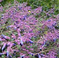 A cluster of flowering plants with numerous purple and dark blue blossoms among green foliage, the Salvia 'Pine Mountain Sage' 4" Pot features beautiful blooms.