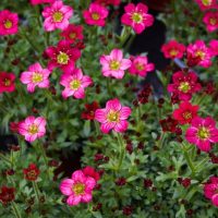 A cluster of vibrant red Saxifraga 'Red/Scarlet' flowers with green leaves is shown in full bloom, thriving beautifully in a 6" pot.