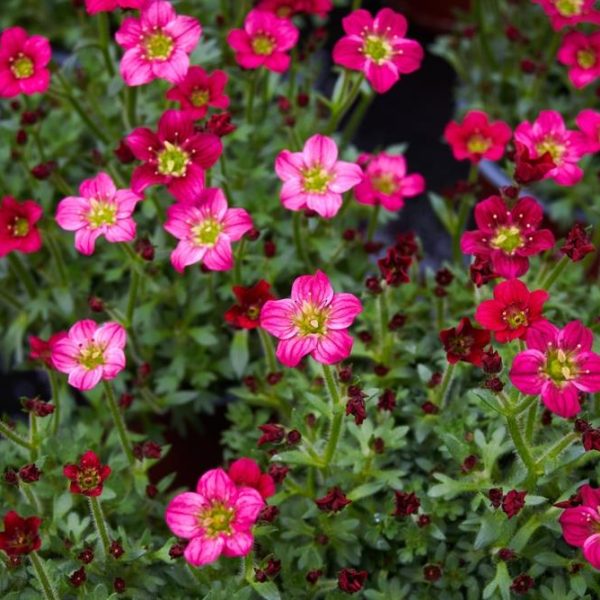 A cluster of vibrant red Saxifraga 'Red/Scarlet' flowers with green leaves is shown in full bloom, thriving beautifully in a 6" pot.