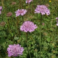 Several Scabiosa 'Power Puff Mauve' pincushion flowers in 6" pots are in bloom amidst a field of lush green foliage.
