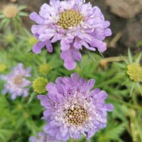 Close-up of two blooming lavender-colored scabiosa flowers with green buds and foliage in the background.