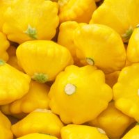 The Squash 'Sunburst' 4" Pot holds a lovely pile of yellow Sunburst pattypan squashes with green stems.
