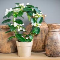 A potted plant with white flowers is placed in front of three wooden vases of varying sizes on a shelf.