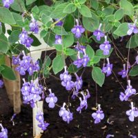 A Streptocarpus 'Nodding Violet' 5" (Hanging Basket) showcases numerous small, purple flowers hanging gracefully from green stems over a dark soil background.