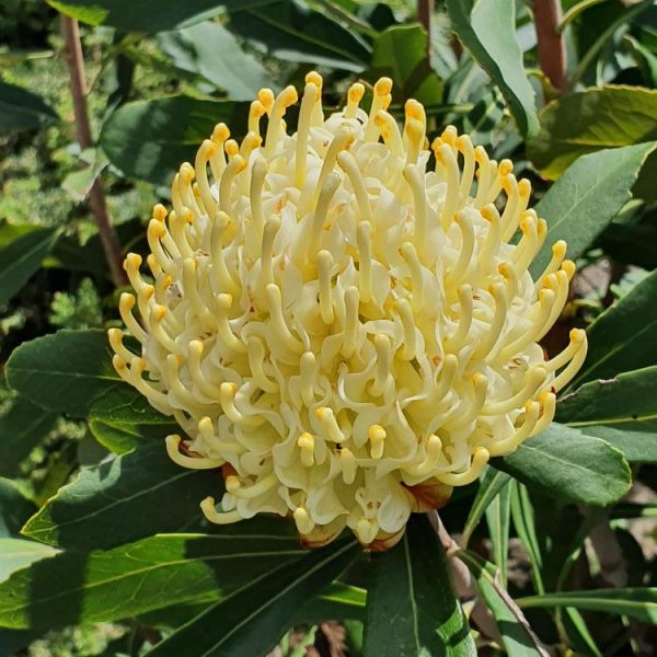Close-up of a Telopea 'Shady Lady Yellow®' Waratah flower with multiple slender, curved petals surrounded by green leaves in a 6" pot.