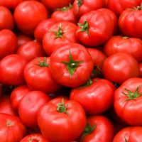 A large truss of ripe, red Tomato 'Truss' in a 4" pot with green stems.