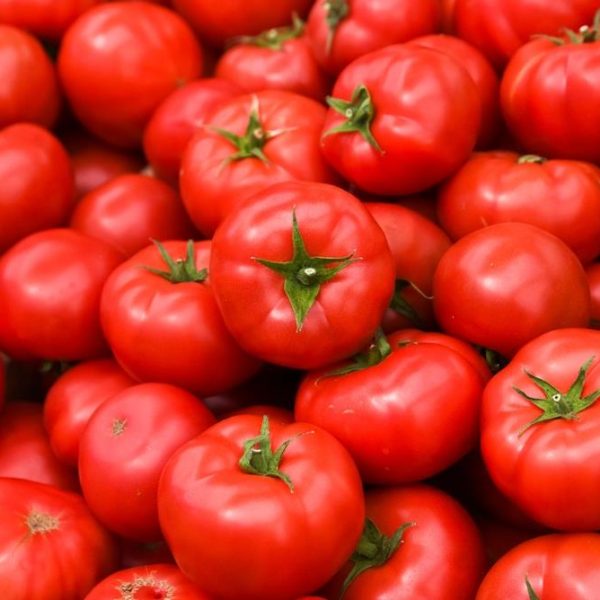 A large truss of ripe, red Tomato 'Truss' in a 4" pot with green stems.