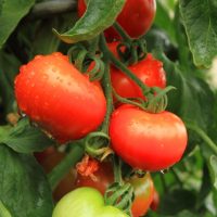 Close-up of red 'Money Maker' tomatoes on the vine with green leaves in the background. Water droplets are visible on the surface of the tomatoes.
