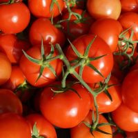 A Tomato 'Truss' 4" Pot, featuring ripe red tomatoes with some green stems still attached, rests beside a pot.