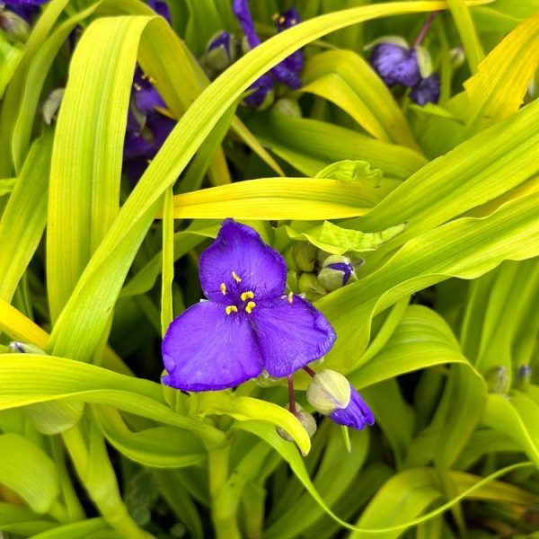 A Tradescantia 'Sweet Kate' 4" Pot boasts a vibrant purple flower with yellow stamens, beautifully surrounded by bright green leaves.