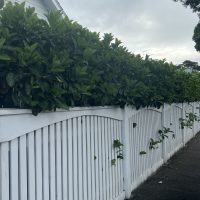 A white wooden fence with lush green foliage growing over the top and through gaps, lining a sidewalk on a cloudy day.