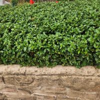 A Jacaranda 'Bonsai Blue' (PBR) 20" Pot with lush green leaves forms a neat hedge above a stone wall.
