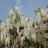 White wisteria flowers cascade down from a wooden trellis against a clear blue sky.